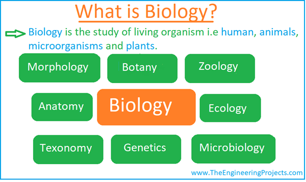 What Is Biology? Definition, Branches, Books And Scientists - The ...