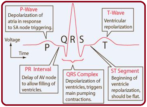 Introduction to ECG, basics of ECG, ECG basics, what is ECG, disease detected through ECG, diseases detected via ECG, when to do ECG, ECG introduction, ECG, know about ECG, how to know about ECG